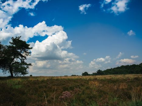 Field ar meadow with trees and blue sky at summer