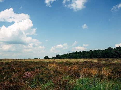 Field ar meadow with trees and blue sky at summer