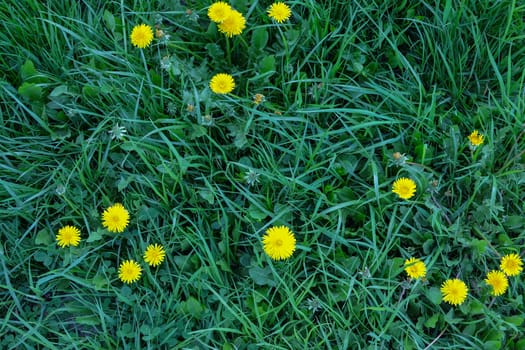 Clover and dandelion lawn fragment close-up. Background for mockup of social media, eco shop, blank for design, top view