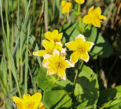 close up of marsh marigold or kingcup (Caltha palustris)