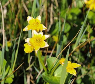 close up of marsh marigold or kingcup (Caltha palustris)