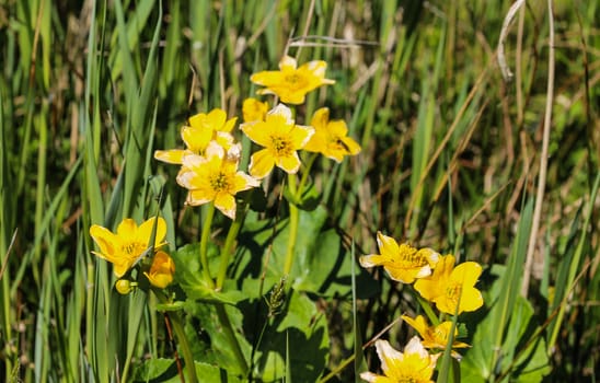 close up of marsh marigold or kingcup (Caltha palustris)