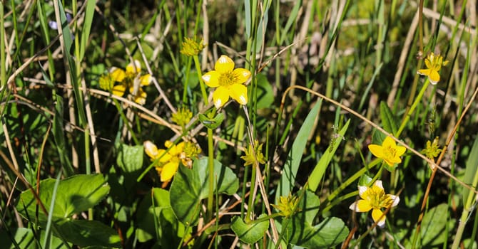 close up of marsh marigold or kingcup (Caltha palustris)