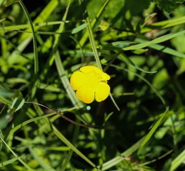 close up of common meadow buttercup or tall buttercup (Ranunculus acris) blooming in spring
