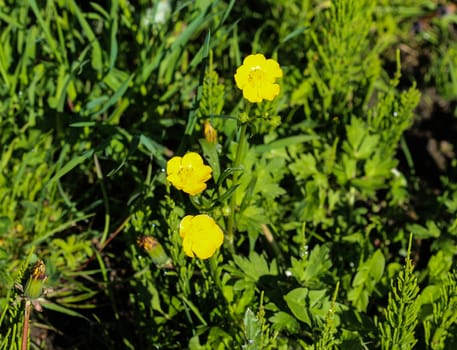 close up of common meadow buttercup or tall buttercup (Ranunculus acris) blooming in spring