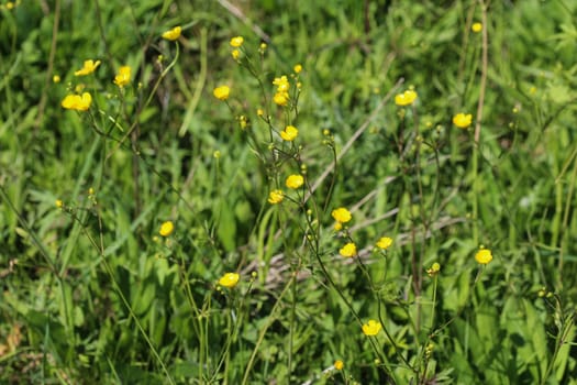 close up of common meadow buttercup or tall buttercup (Ranunculus acris) blooming in spring