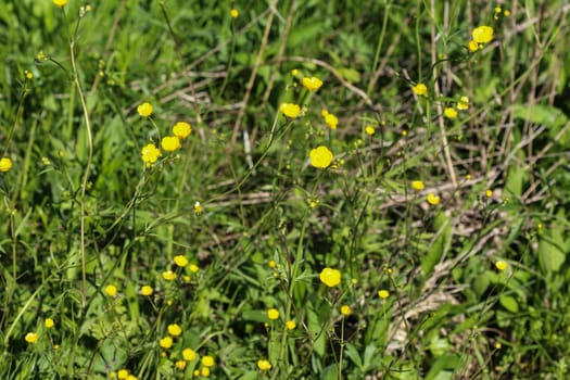 close up of common meadow buttercup or tall buttercup (Ranunculus acris) blooming in spring