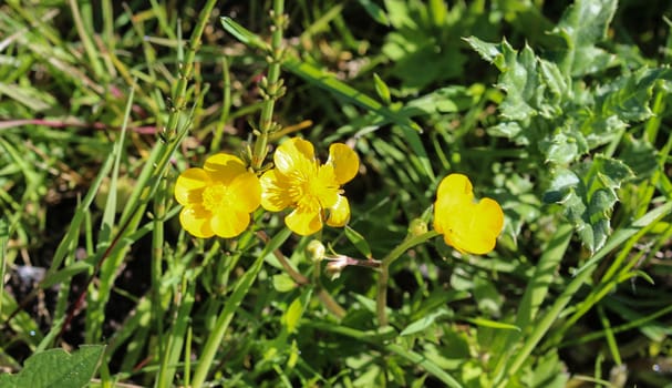 close up of common meadow buttercup or tall buttercup (Ranunculus acris) blooming in spring