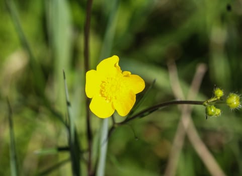 close up of common meadow buttercup or tall buttercup (Ranunculus acris) blooming in spring