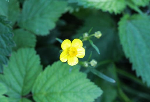 close up of common meadow buttercup or tall buttercup (Ranunculus acris) blooming in spring