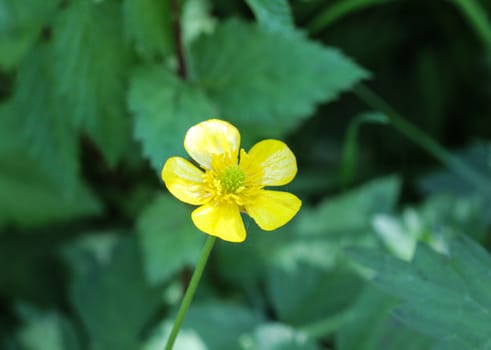 close up of common meadow buttercup or tall buttercup (Ranunculus acris) blooming in spring