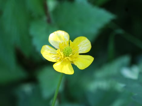 close up of common meadow buttercup or tall buttercup (Ranunculus acris) blooming in spring