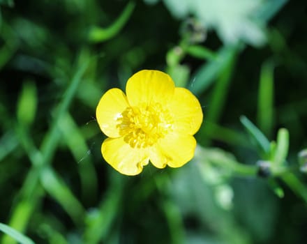 close up of common meadow buttercup or tall buttercup (Ranunculus acris) blooming in spring