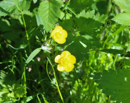close up of common meadow buttercup or tall buttercup (Ranunculus acris) blooming in spring