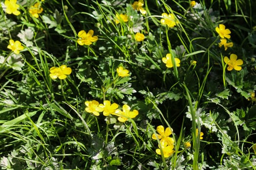 close up of common meadow buttercup or tall buttercup (Ranunculus acris) blooming in spring