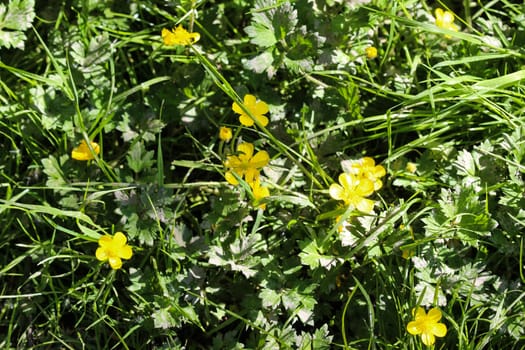 close up of common meadow buttercup or tall buttercup (Ranunculus acris) blooming in spring