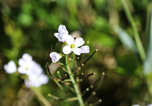 close up of large bitter cress (Cardamine amara) blooming in spring