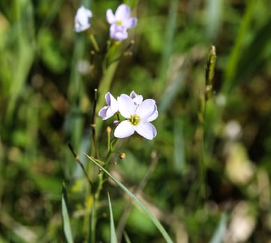 close up of large bitter cress (Cardamine amara) blooming in spring