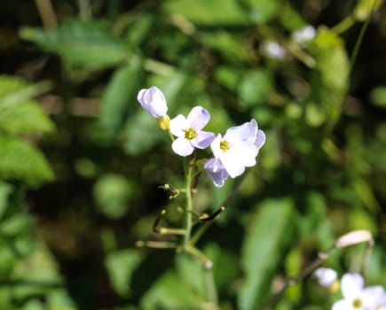 close up of large bitter cress (Cardamine amara) blooming in spring