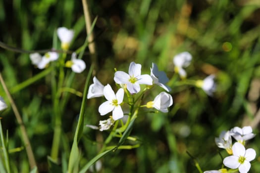 close up of large bitter cress (Cardamine amara) blooming in spring