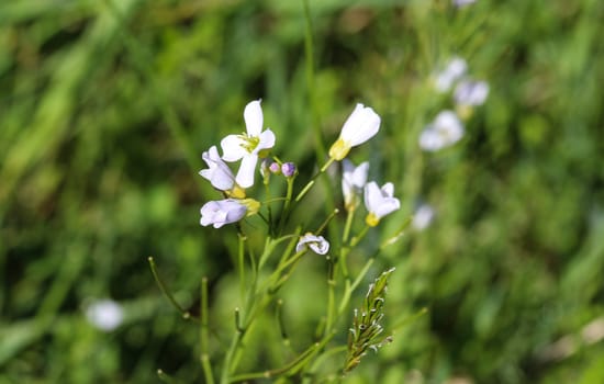 close up of large bitter cress (Cardamine amara) blooming in spring