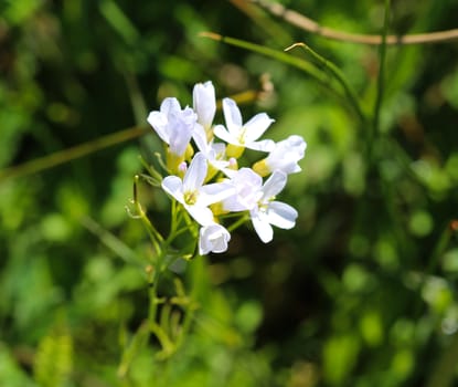 close up of large bitter cress (Cardamine amara) blooming in spring