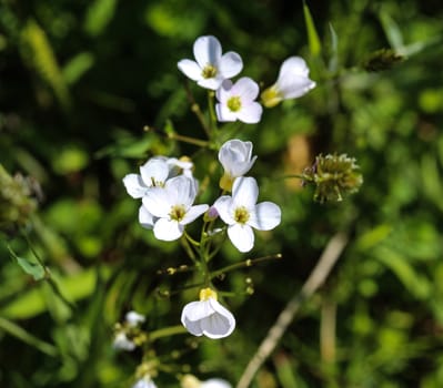 close up of large bitter cress (Cardamine amara) blooming in spring