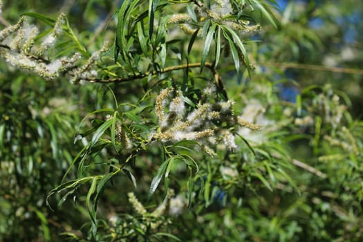 Close up of white willow tree (Salix alba) leafs with seed