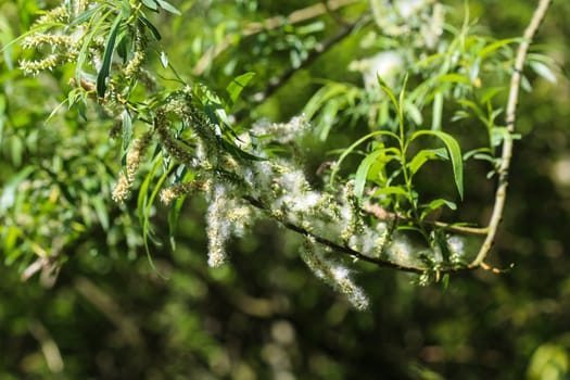 Close up of white willow tree (Salix alba) leafs with seed