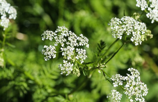 close up macro of cow parsley or wild chervil (Anthriscus sylvestris), blooming during spring