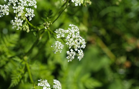 close up macro of cow parsley or wild chervil (Anthriscus sylvestris), blooming during spring