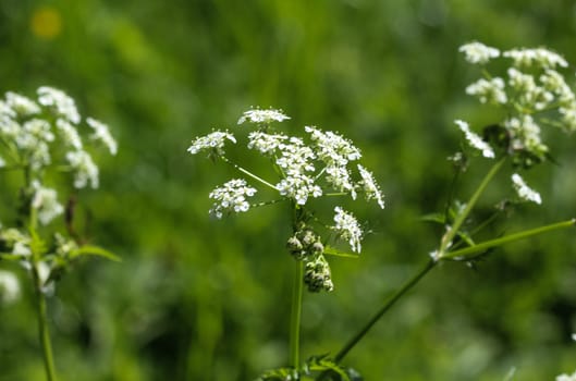 close up macro of cow parsley or wild chervil (Anthriscus sylvestris), blooming during spring