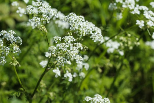 close up macro of cow parsley or wild chervil (Anthriscus sylvestris), blooming during spring