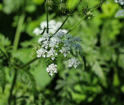 close up macro of cow parsley or wild chervil (Anthriscus sylvestris), blooming during spring