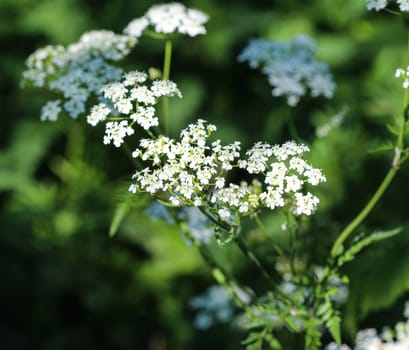 close up macro of cow parsley or wild chervil (Anthriscus sylvestris), blooming during spring