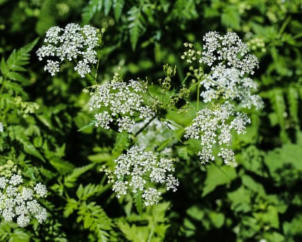 close up macro of cow parsley or wild chervil (Anthriscus sylvestris), blooming during spring