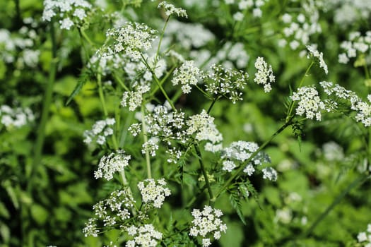 close up macro of cow parsley or wild chervil (Anthriscus sylvestris), blooming during spring