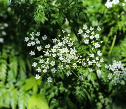 close up macro of cow parsley or wild chervil (Anthriscus sylvestris), blooming during spring