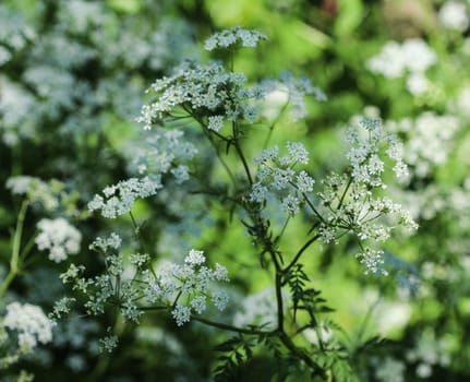 close up macro of cow parsley or wild chervil (Anthriscus sylvestris), blooming during spring