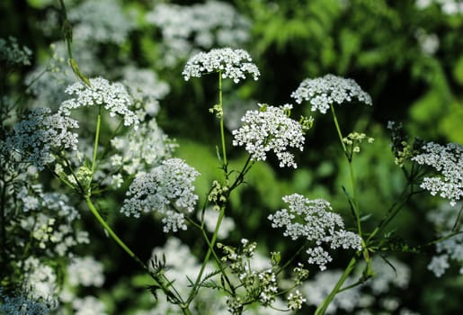 close up macro of cow parsley or wild chervil (Anthriscus sylvestris), blooming during spring