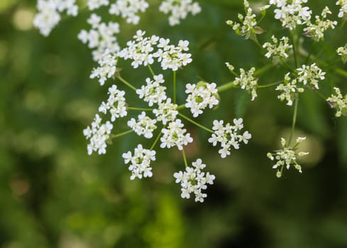 close up macro of cow parsley or wild chervil (Anthriscus sylvestris), blooming during spring