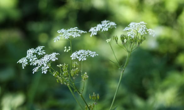 close up macro of cow parsley or wild chervil (Anthriscus sylvestris), blooming during spring