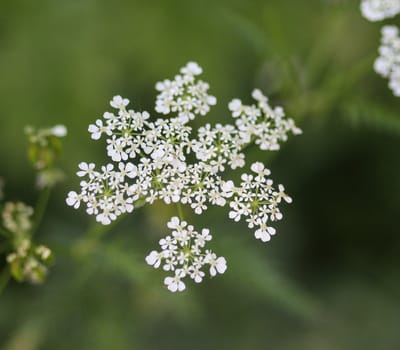 close up macro of cow parsley or wild chervil (Anthriscus sylvestris), blooming during spring