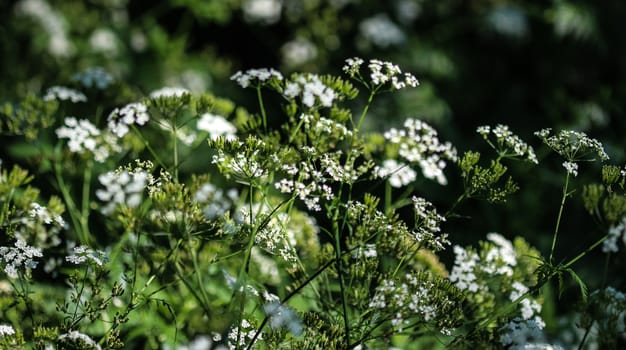 close up macro of cow parsley or wild chervil (Anthriscus sylvestris), blooming during spring
