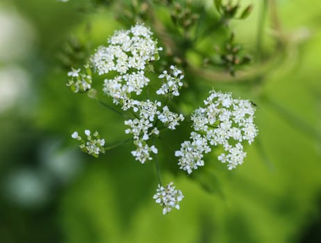 close up macro of cow parsley or wild chervil (Anthriscus sylvestris), blooming during spring
