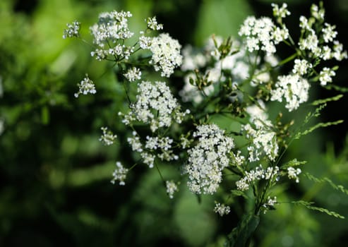close up macro of cow parsley or wild chervil (Anthriscus sylvestris), blooming during spring
