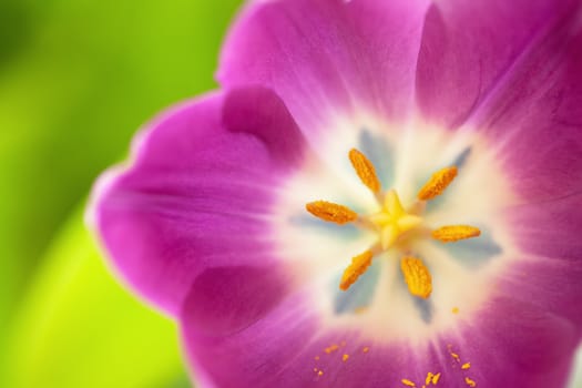 Pink tulip on green blurred background. Macro. Abstract. Close-up. Horizontal. Mock up with copy space for greeting card, invitation, social media, flower delivery, Mother's day, Women's Day