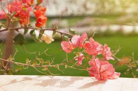 Pink and coral Bougainvillea flowers on green grass background blurry. Travel and vacation concept.