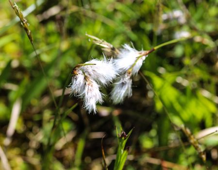 Close up of hare's tail cottongrass or tussock cottongrass (Eriophorum vaginatum) in wetland, blooming in spring