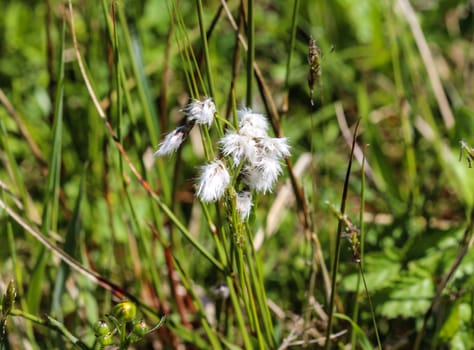 Close up of hare's tail cottongrass or tussock cottongrass (Eriophorum vaginatum) in wetland, blooming in spring